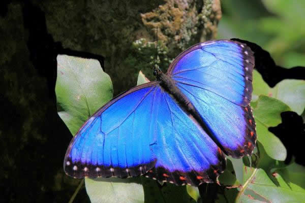 Color Azul en la mariposa