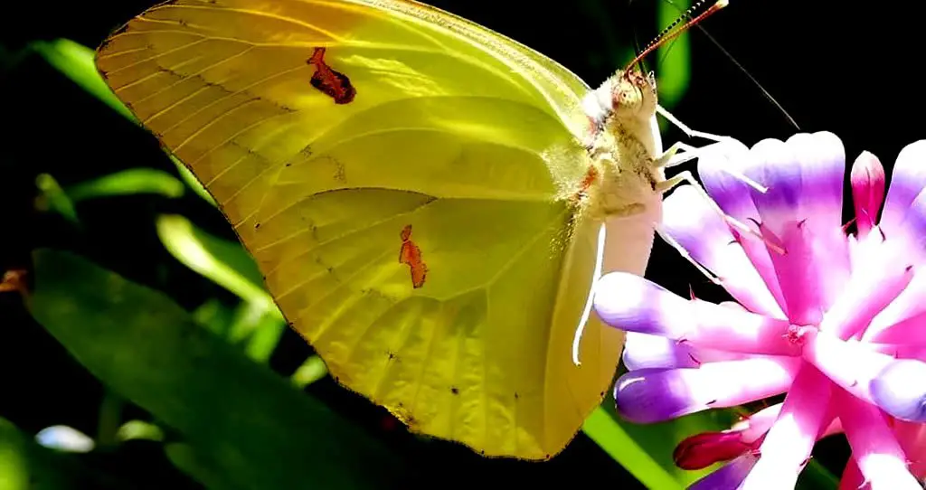 Destacada acerca del significado de las mariposas amarillas