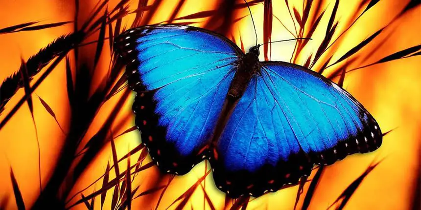 Las mariposas azules ayudan a sanar y ser feliz