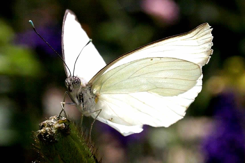 Las mariposas blancas un símbolo de buena suerte
