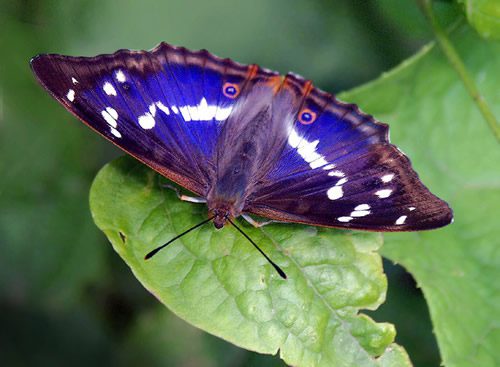 Que representan las mariposas purpuras