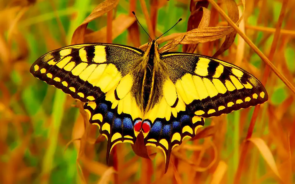 Significado de la mariposa amarilla