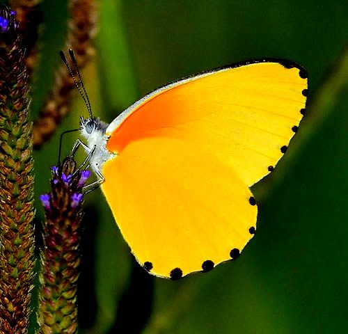 Tipos de mariposas amarillas