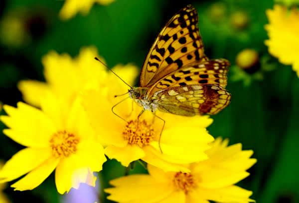 mitos y simbolismos referentes a la mariposa amarilla