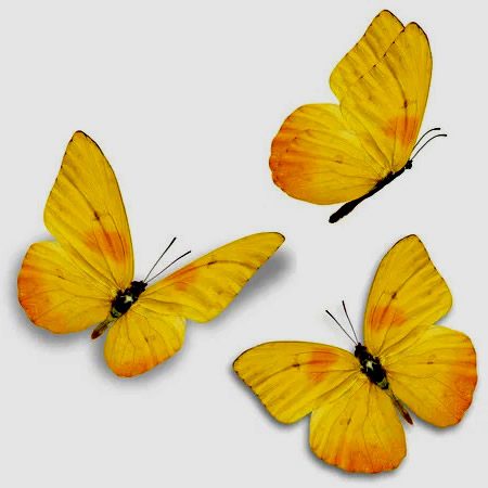 otros mitos sobre la mariposa amarilla
