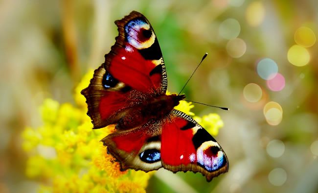 Los símbolos espirituales de la mariposa roja