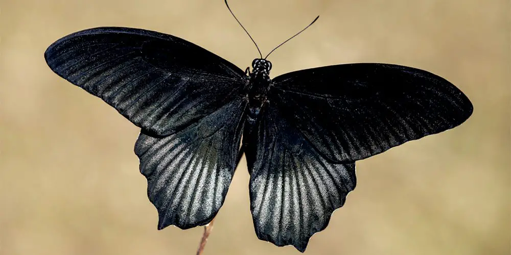 La inmortalidad de la mariposa negra