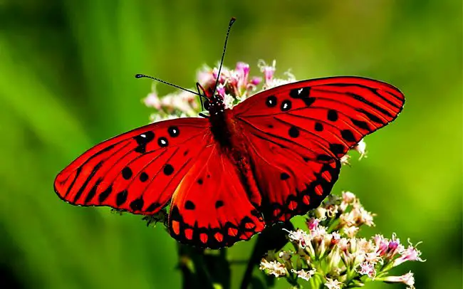 La mariposa Roja