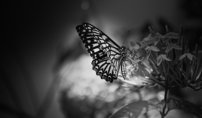 La mariposa negra y la transformación