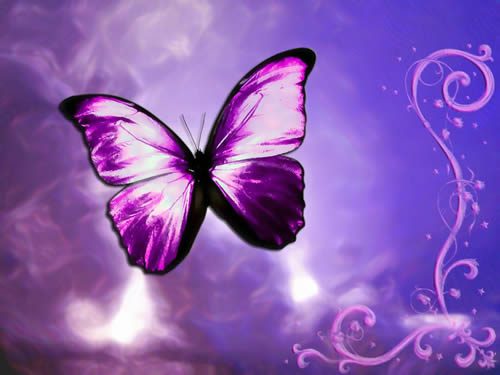 La mariposa purpura y la espiritualidad