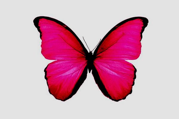 La mariposa rosa