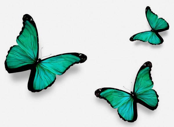 La mariposa verde éxito y riqueza
