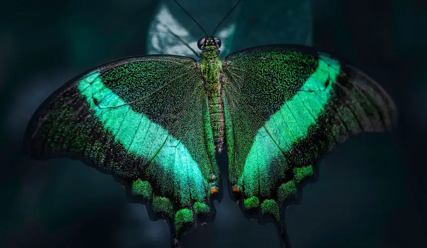 La mariposa verde