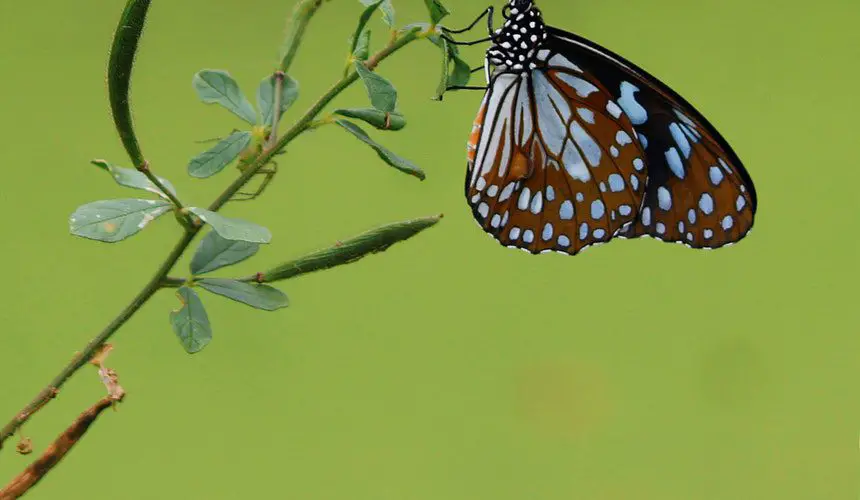 La mariposas marrón recuerdan que hay que apreciar la vida