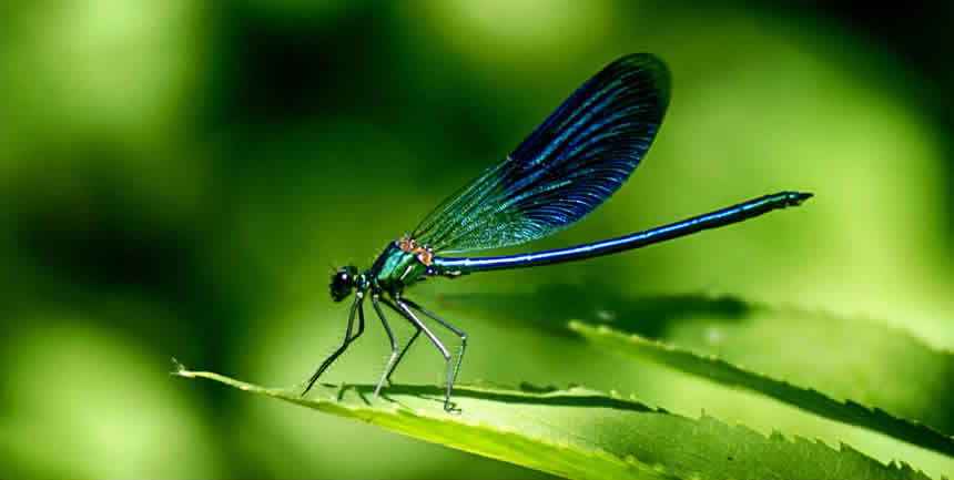 Las libélulas y significado