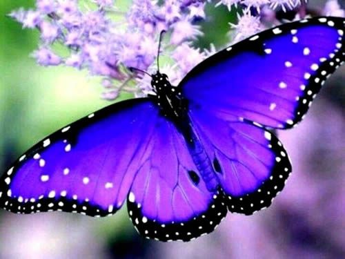 Mariposas purpuras representan la realidad
