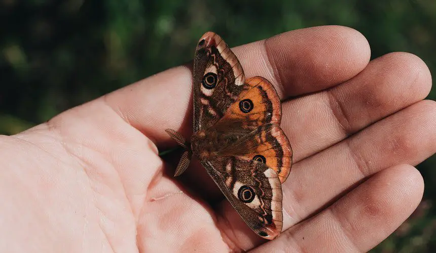 Significado de la mariposa marrón