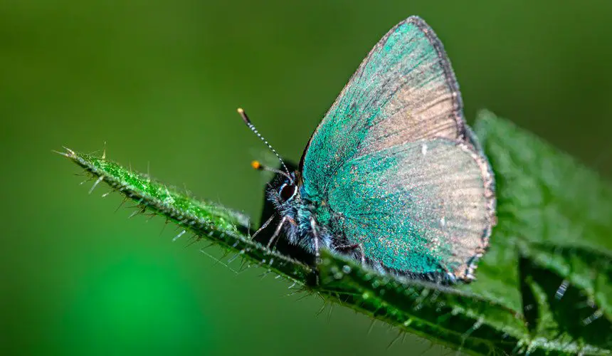 Significado de la mariposa verde