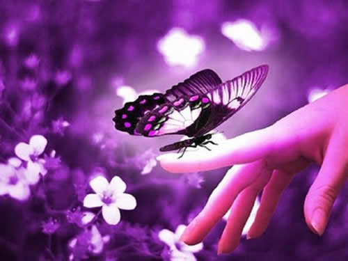 Significado que la mariposa purpura se pose sobre ti