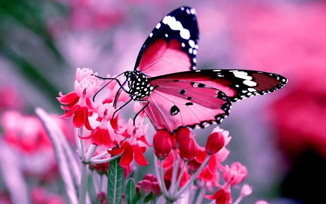 Significado y simbolismo de la mariposa rosa