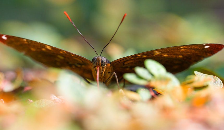 Simbolismos de la mariposa marrón