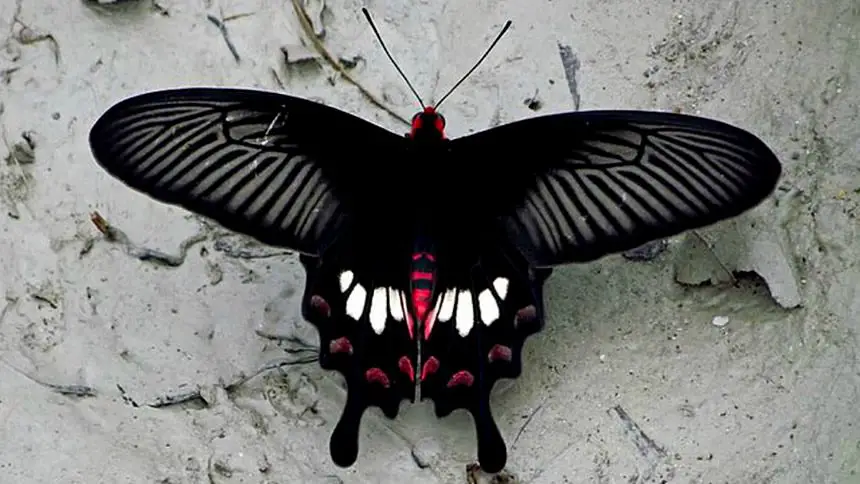 Tipos de mariposas negras