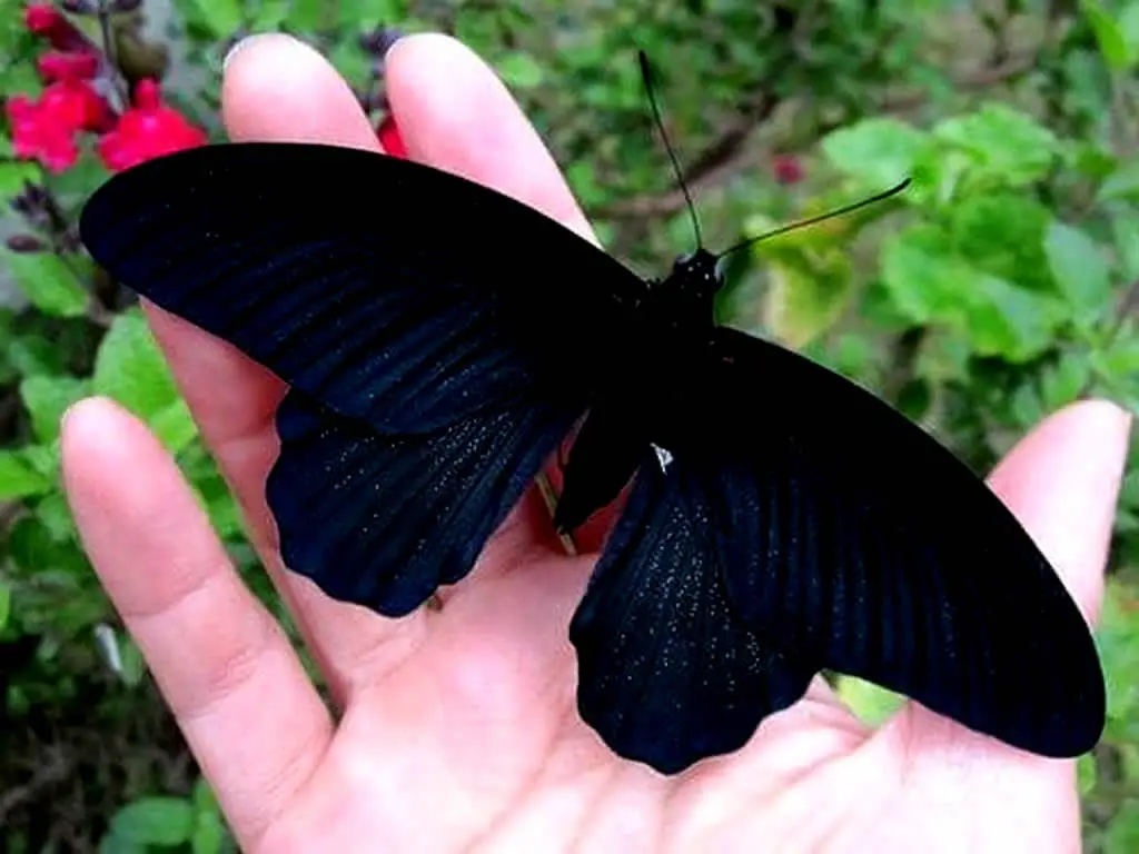 atraer a las mariposas negras