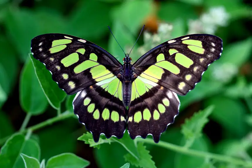 la mariposa verde y la esperanza