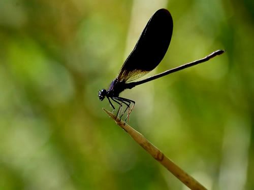 libélula negra