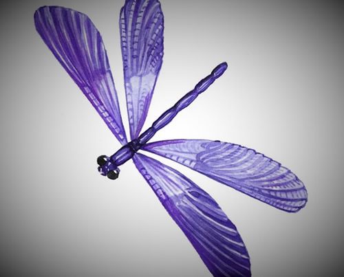 libélula purpura 1