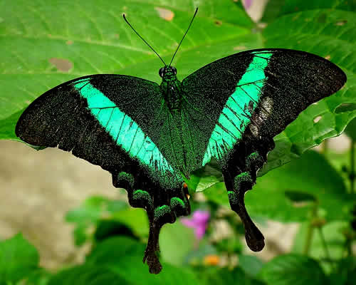 mariposa cola de golondrina esmeralda