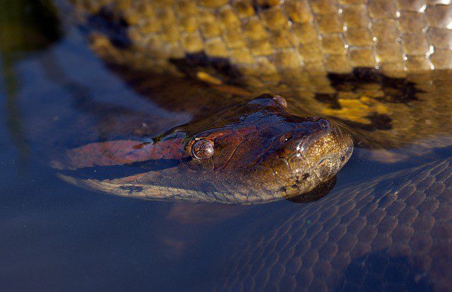 Consejos para los que sueñan con anacondas