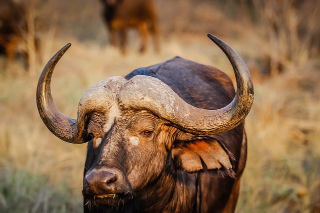 historia del bufalo