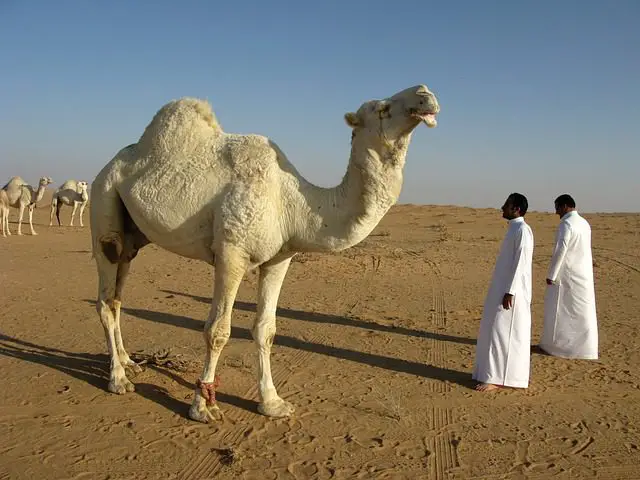 simbolismo del camello