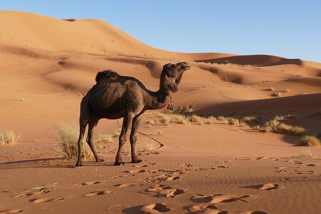 tipos de sueños con camellos