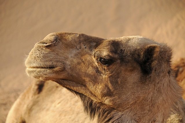como descifrar el sueño con camellos