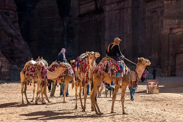 sueños con varios camellos