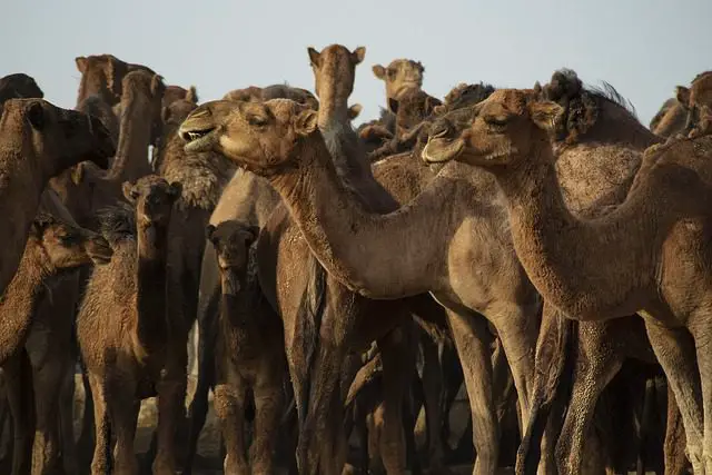 Mitos con el camello