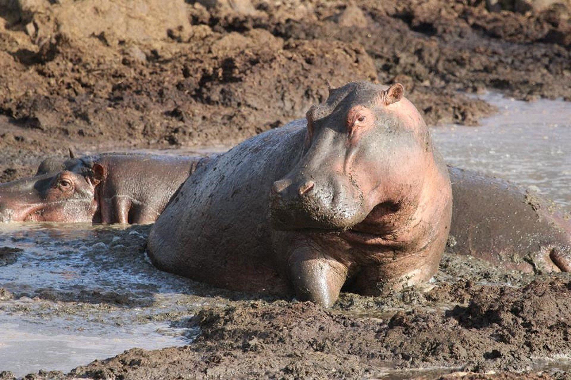 tipos de sueños con hipopotamos