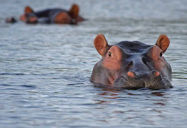 simbolismo de los hipopotamos