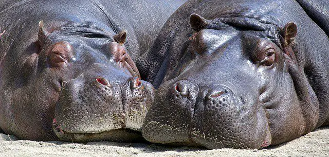 que significa el hipopotamo en un sueño