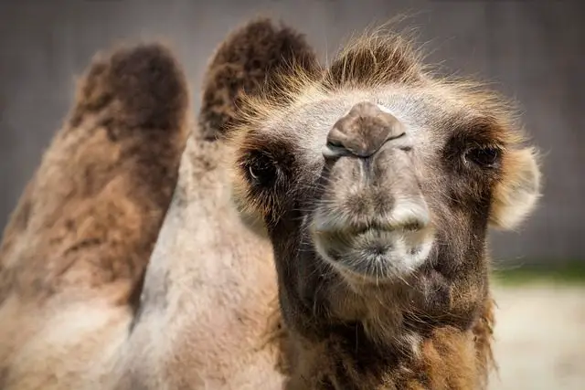 consejos para personas que han tenido sueños con camellos