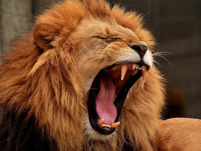 simbolismo del sueño con un leon