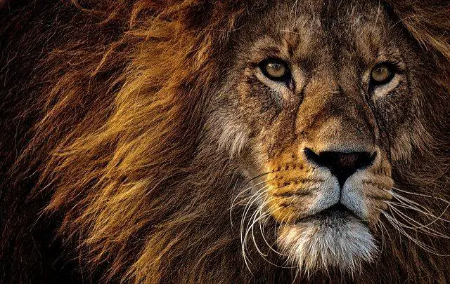 Consejos para personas con sueños en que un leon les persigue