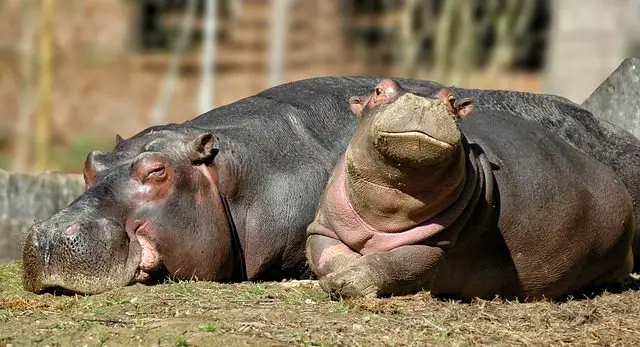 consejos para personas que han soñado con un hipopotamo