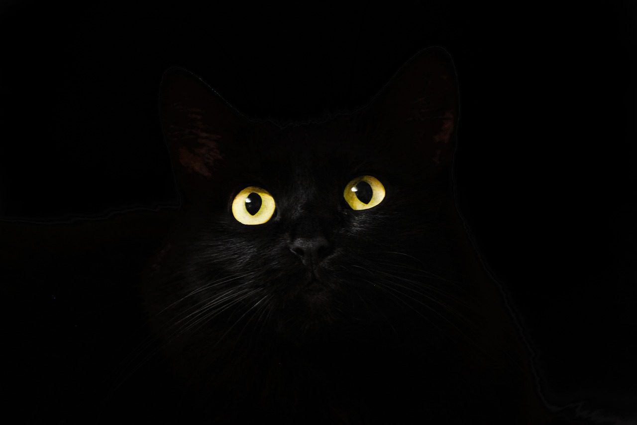 Gato negro ligado al oscurantismo