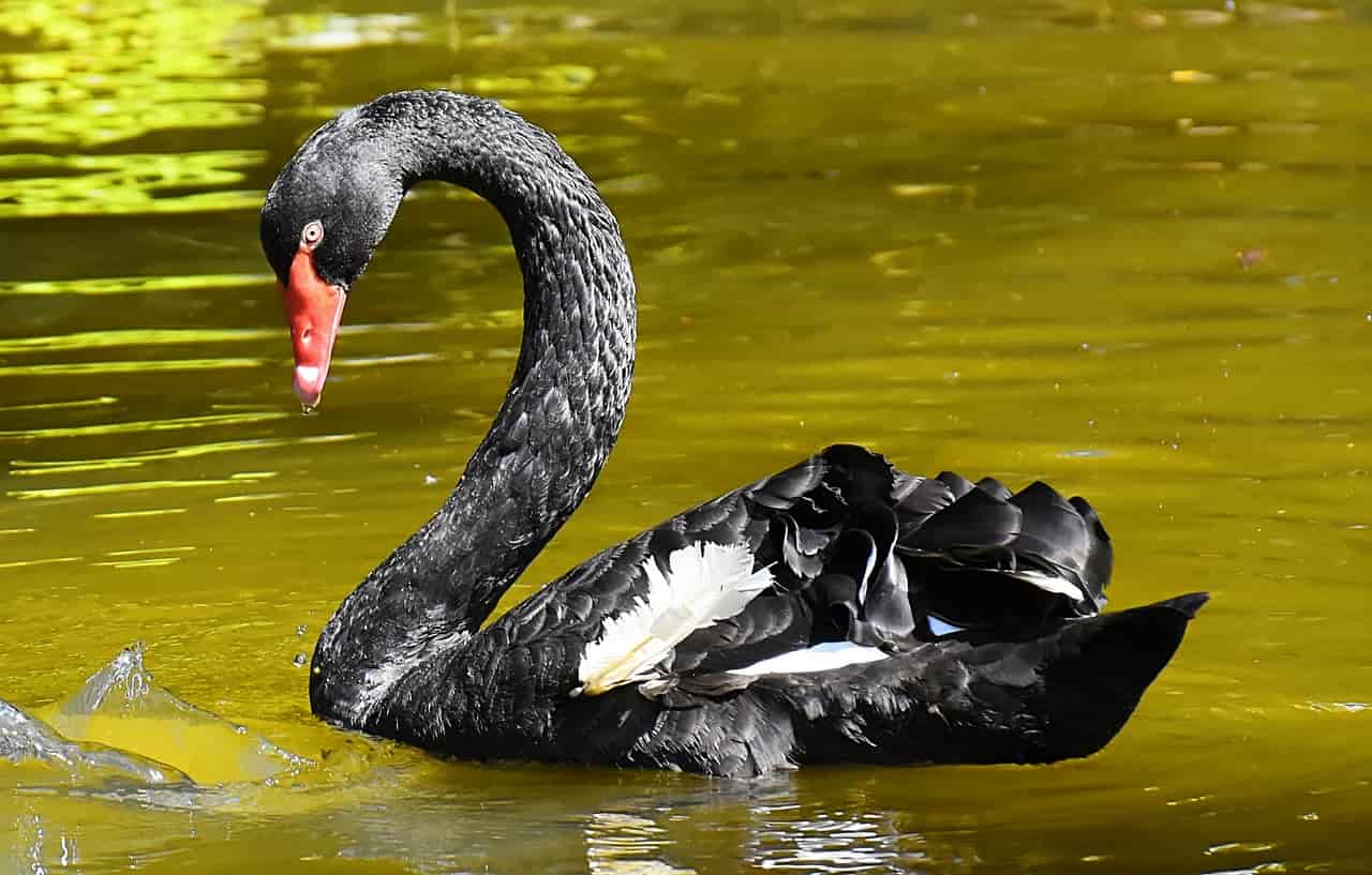 Muerte del Cisne negro por vejez