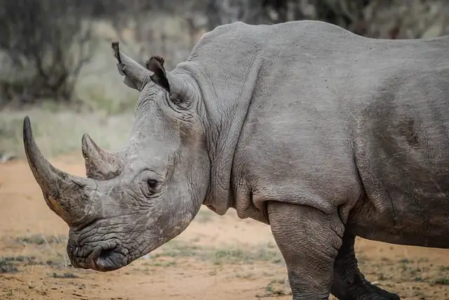 mitos del rinoceronte