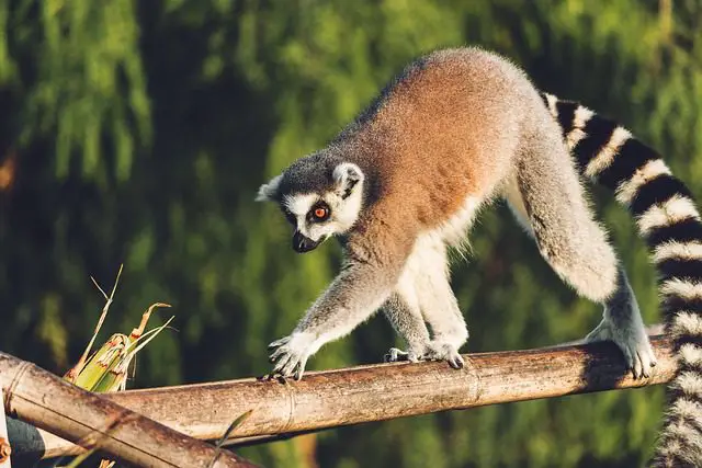 significado del lemur