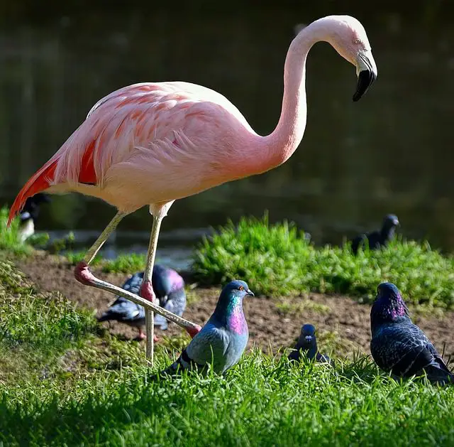 simbologia de un flamingo en una bandada de palomas